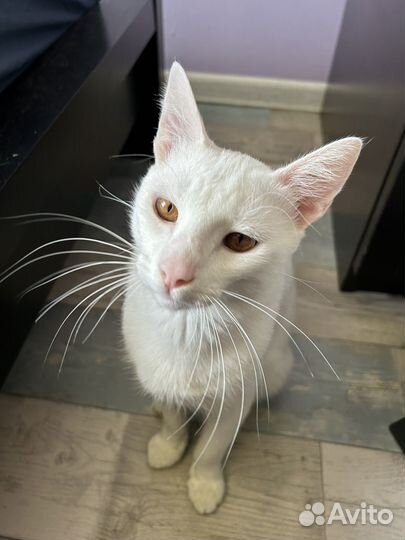 Большой, красивый и бездомный кот ищет дом