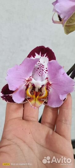Орхидея фаленопсис бабочка