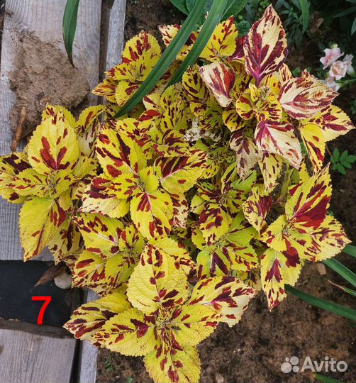 Колеусы. срезы