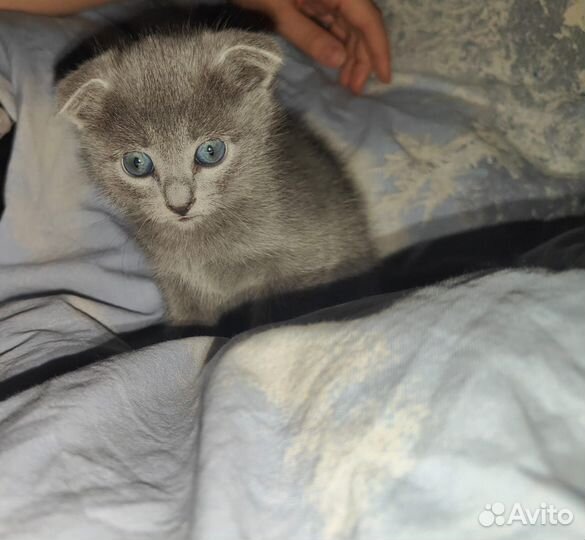 Помесный котёнок девочка 1,5 мес