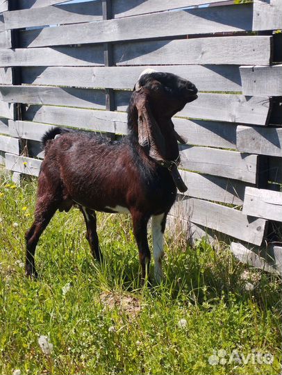 Козел камори-нубийский
