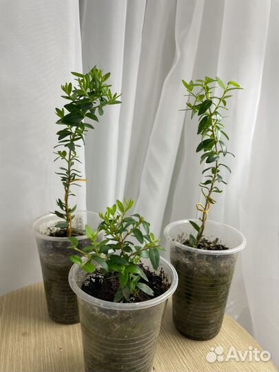 Комнатные растения цветы Сингониум Папоротник