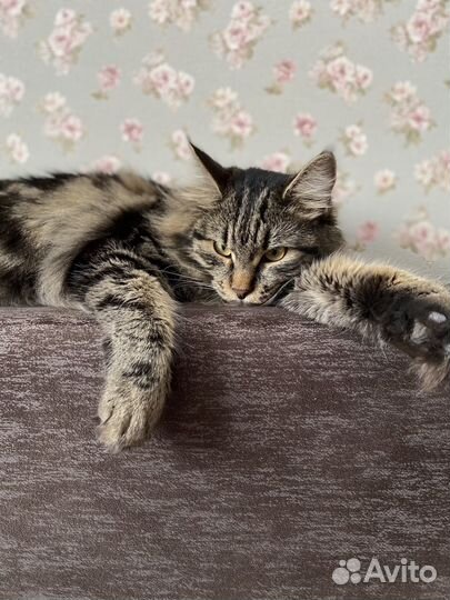 Курильский бобтейл