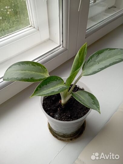 Комнатные растения