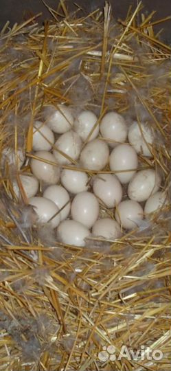 Инкубационное яйцо индоутки