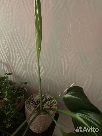 Эухарис амазонская лилия