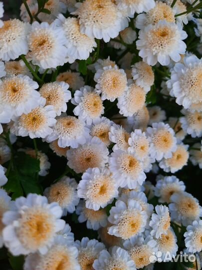 Хризантема.Астильба нежно-розовая