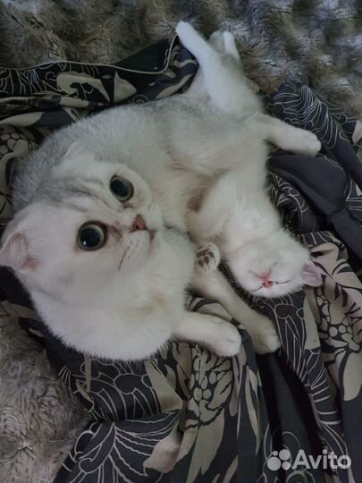 Шотландские котята