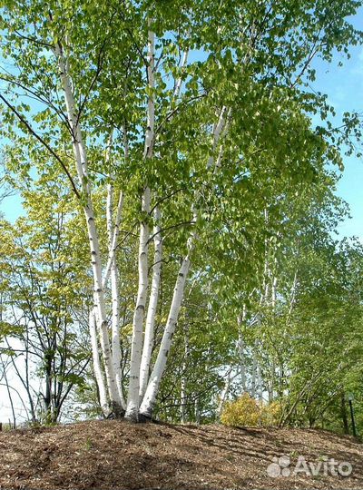 Березы с комом. Доставка и посадка