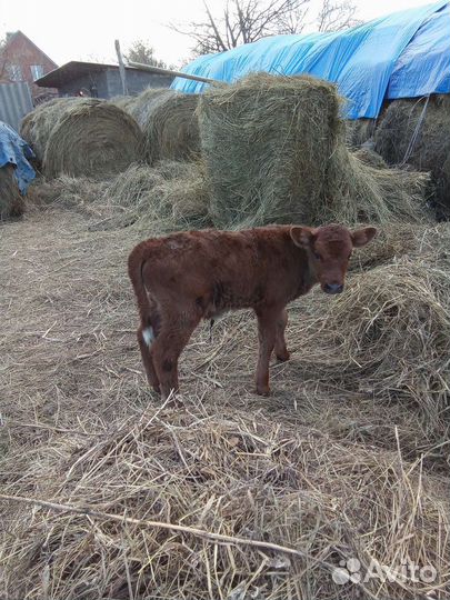 Домашний бычок