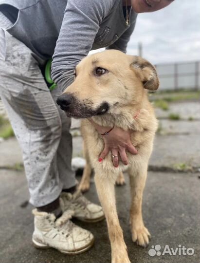 Собака в добрые руки