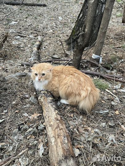 Котик в добрые руки