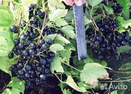 Саженцы смородины черная,белая,красная,розовая