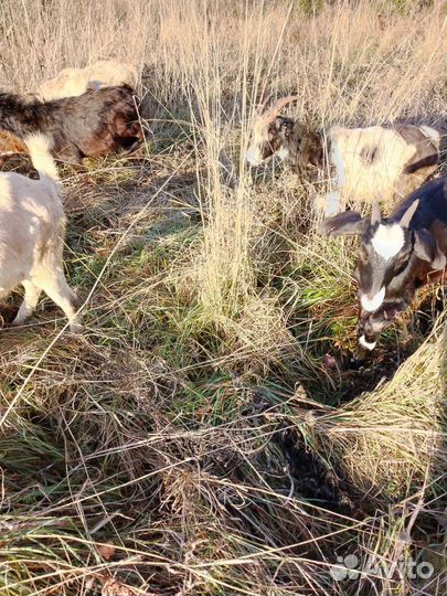 Козы, телята