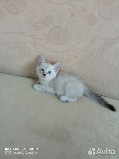 Котята в добрые руки бесплатно