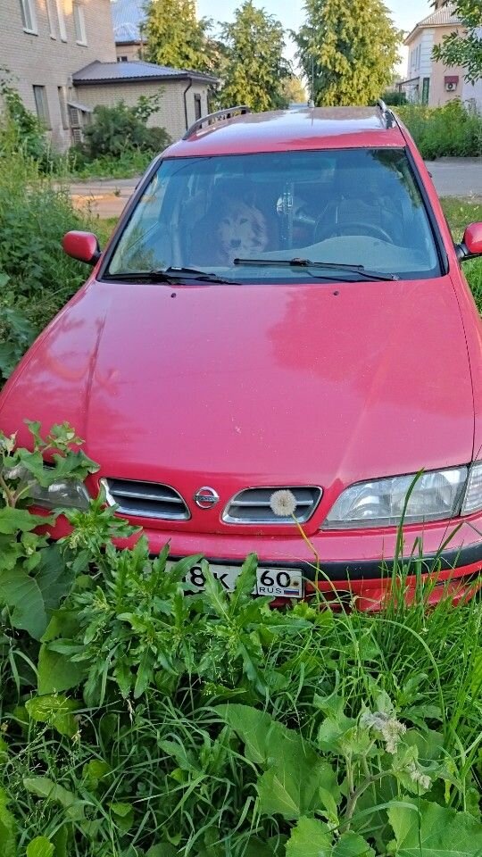 Nissan Primera: фото владельца