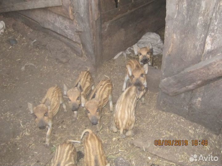 Дикий кабан поросята все породы хряки