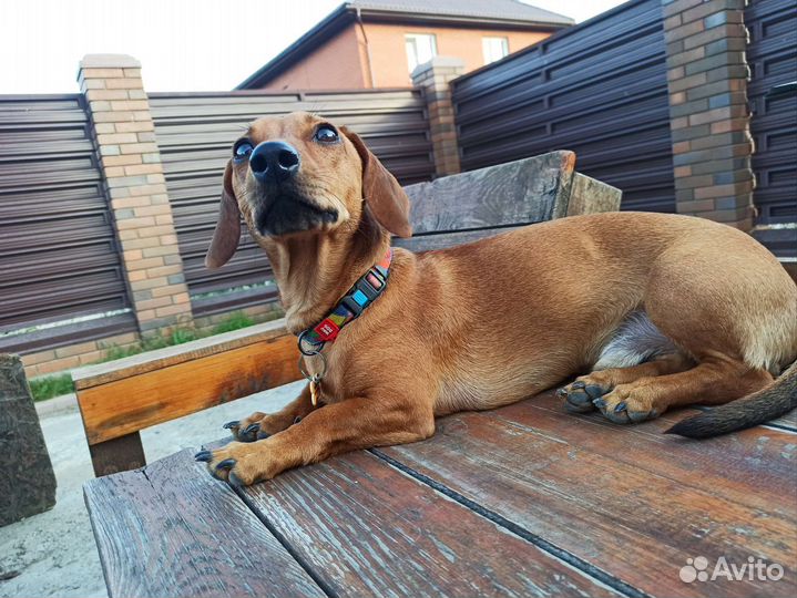 Передержка для собак