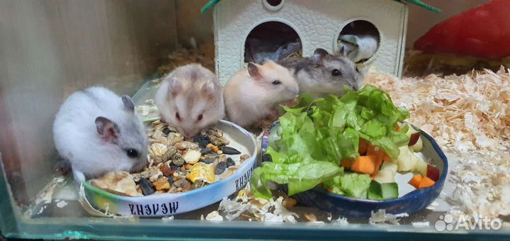 Хомяки джунгарские