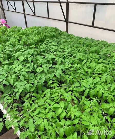 Рассада помидор и перцев