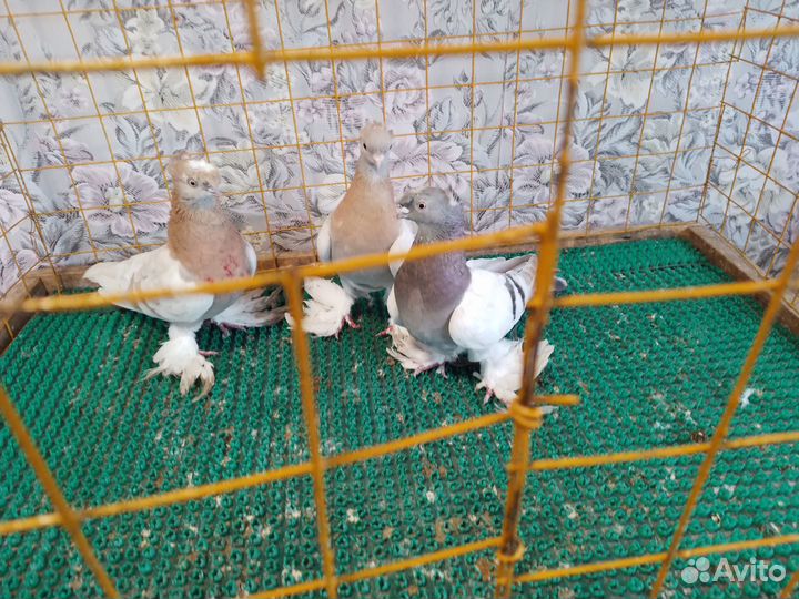 Продажа голубей: узбеки,ростовские белогрудые пара