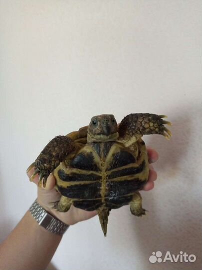 Черепаха сухопутная с террариумом