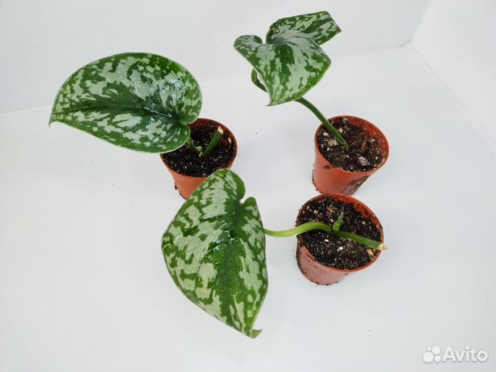 Сциндапсус пиктус треби