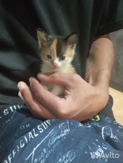 Кошки в дар бесплатно