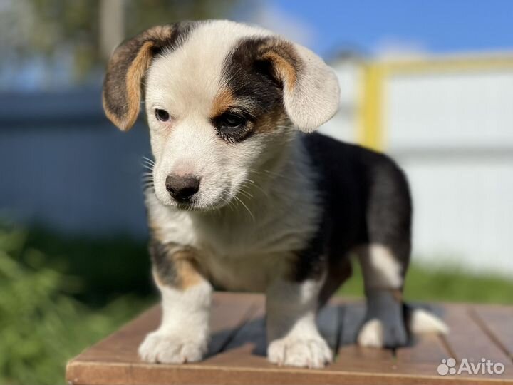 Вельш корги