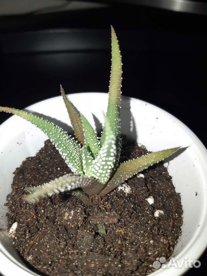 Сциндапсус расписной, суккуленты, толстянка