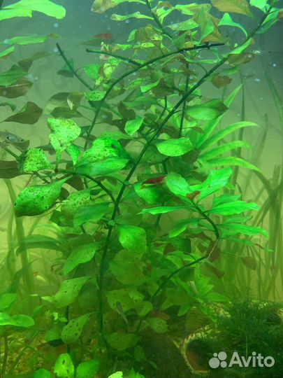 Аквариумные креветки