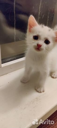 Котенок в добрые руки