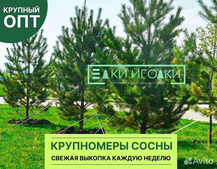 Крупномеры Сосна обыкновенная 8 м