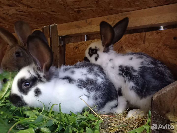 Кролик самец