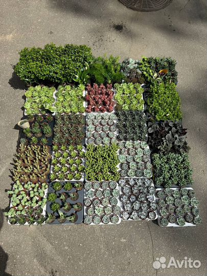 Суккуленты оптом