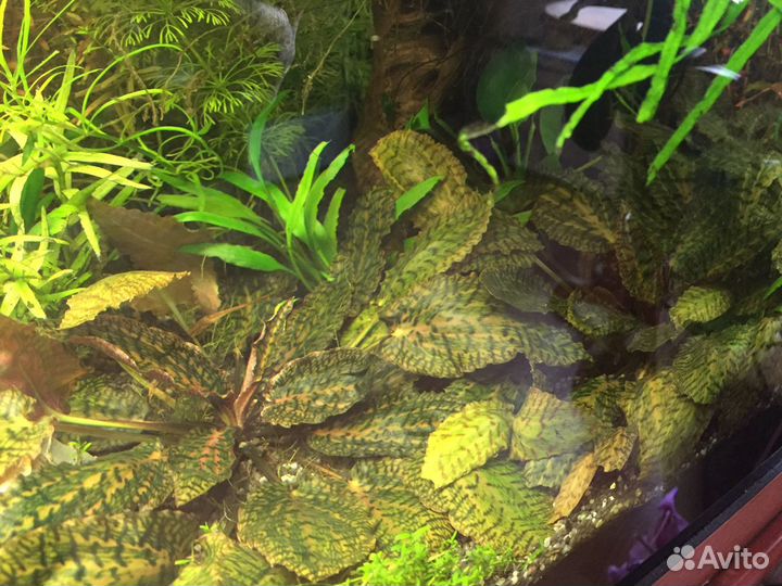 Прополка, аквариумные растения