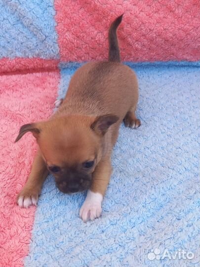 Щенок чихуахуа мини девочка
