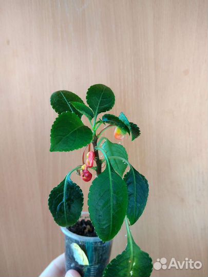 Бальзамин попугайчик