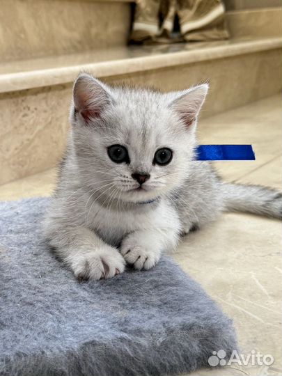 Серебряная шиншилла