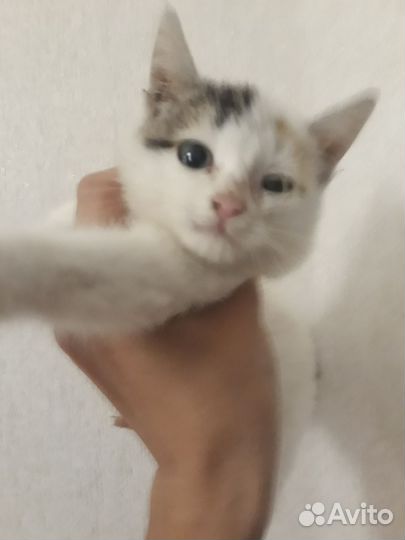 Котенок в добрые руки