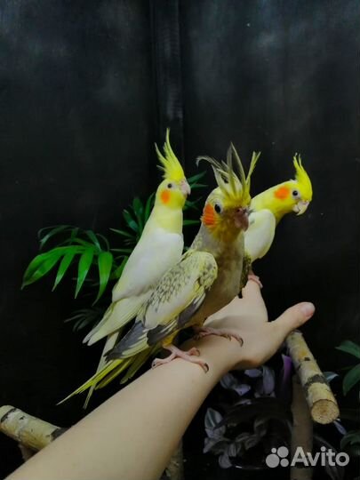 Птенцы попугая корелла 3-4 месяца