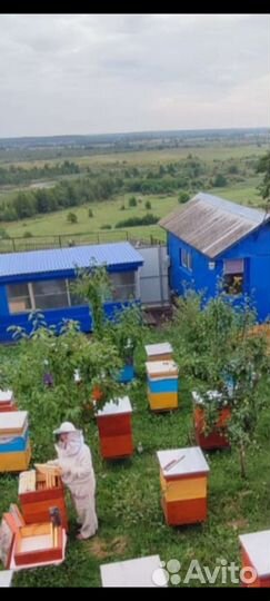 Мёд разнотравье и цветочно-гречичный