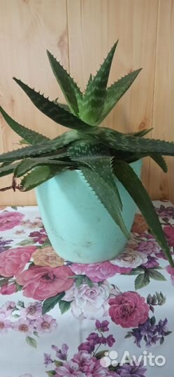 Алоэ тигровое