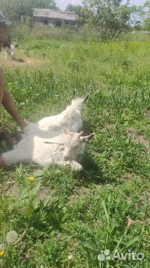 Козлики 2шт