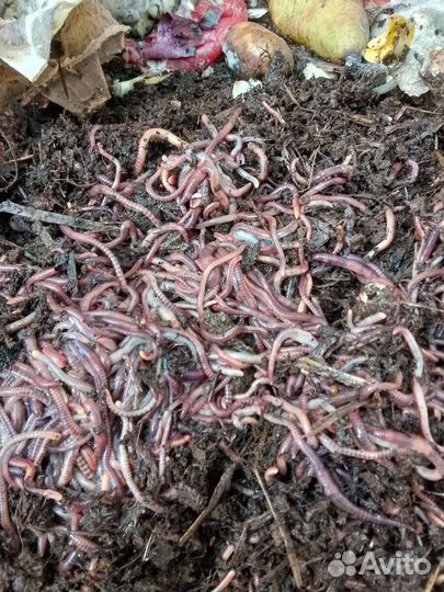 Живец карась