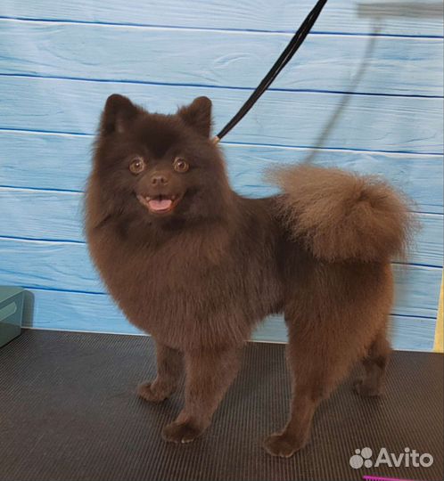 Стрижка собак