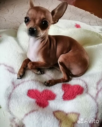 Русский той-терьер мини