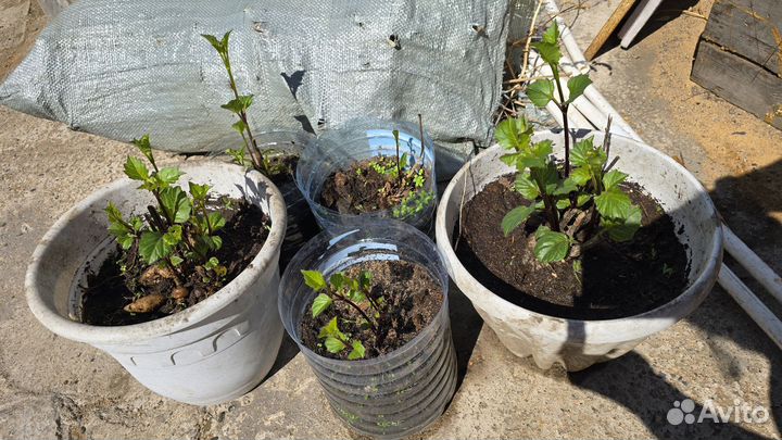 Георгины клубни