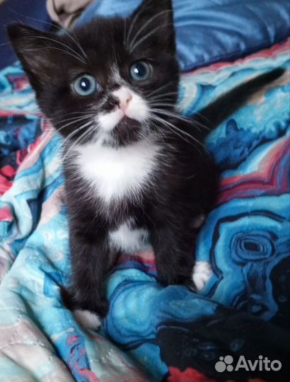 Отдам в добрые руки