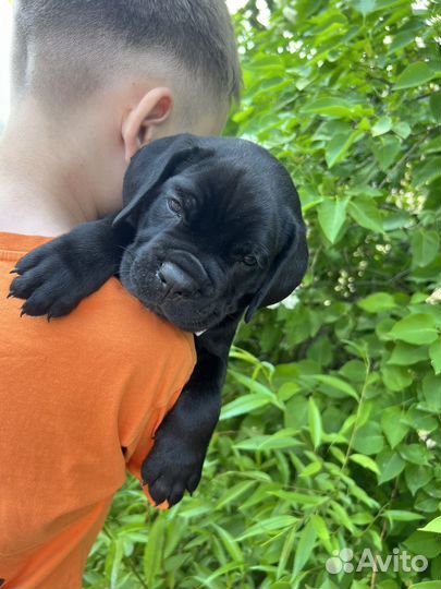 Щенки Кане Корсо